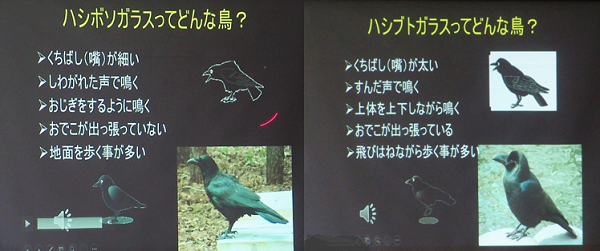 主催講座2「私たちの身近な野鳥との共生を考える～長きにわたる野鳥観察を通じて見えること～」 第2回「身近なカラス の生態をもっと知ろう」｜トピックス｜いしかり市民カレッジ