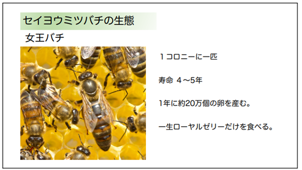 まちの先生企画講座4「ミツバチとハチミツ～ハチミツから見る石狩の自然」｜トピックス｜いしかり市民カレッジ